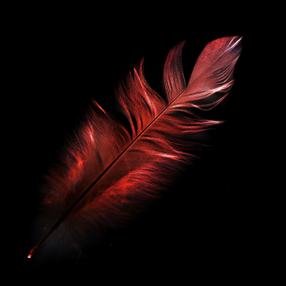 Arte della parete di vetro Piuma colorata