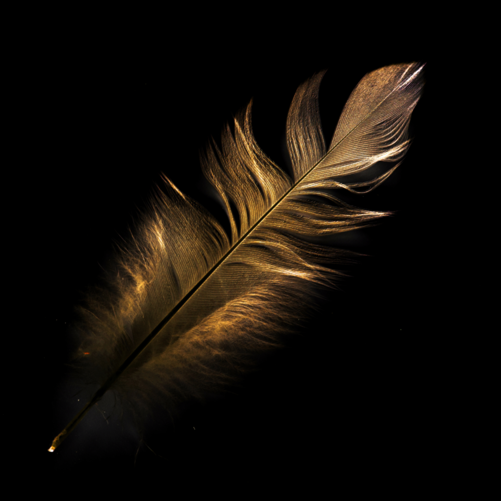 Farbige Feder Glasbild