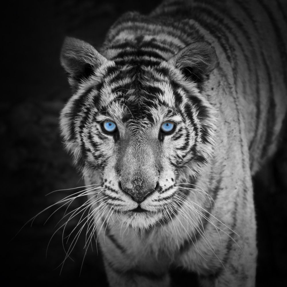 Tigre Impression sur verre