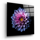 Fiore di Dalia Rosa e Blu su Sfondo Nero quadro in vetro - 40x40 cm