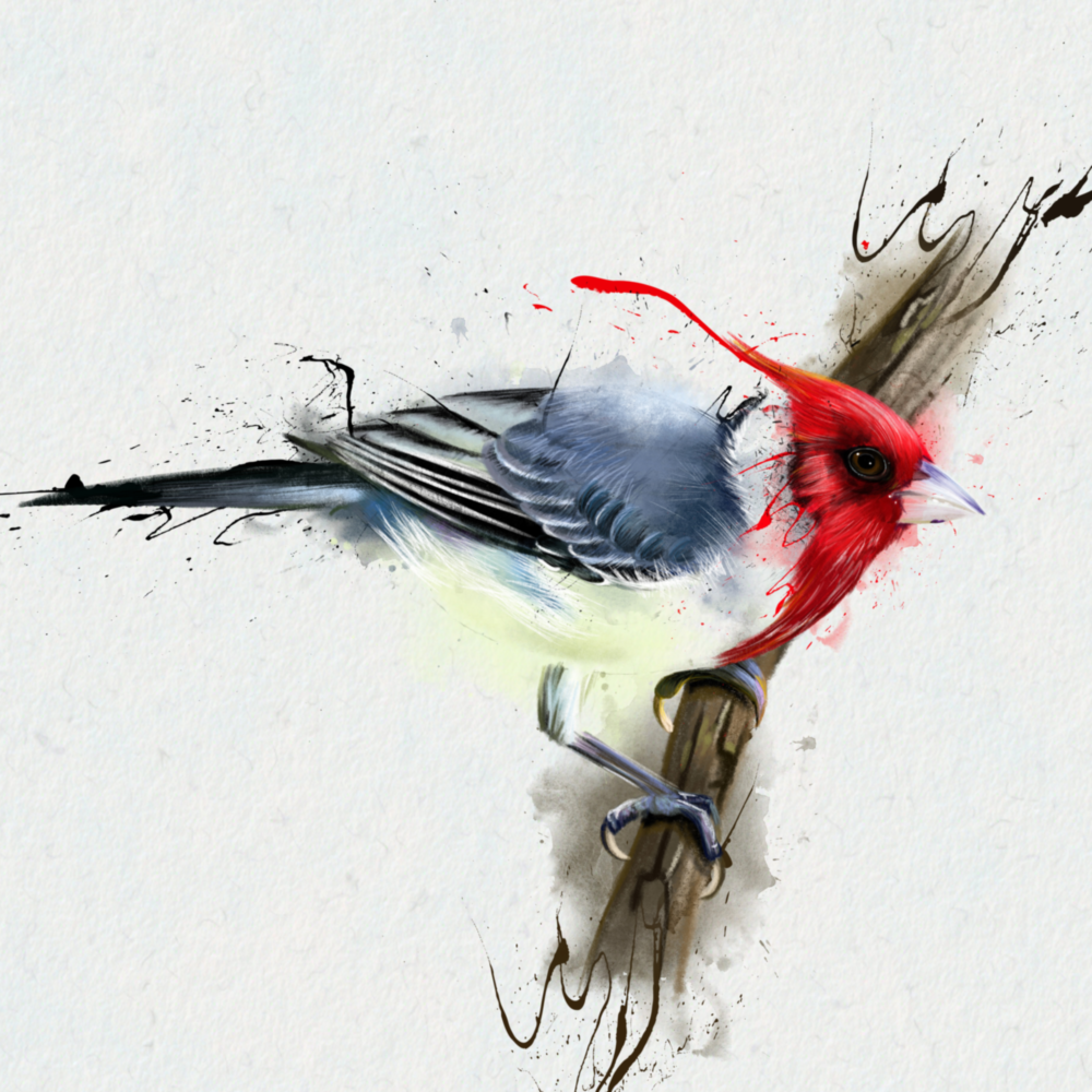 oiseau rouge Impression sur verre