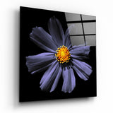 Cosmea Viola in Fiore con Centro Giallo quadro in vetro - 40x40 cm