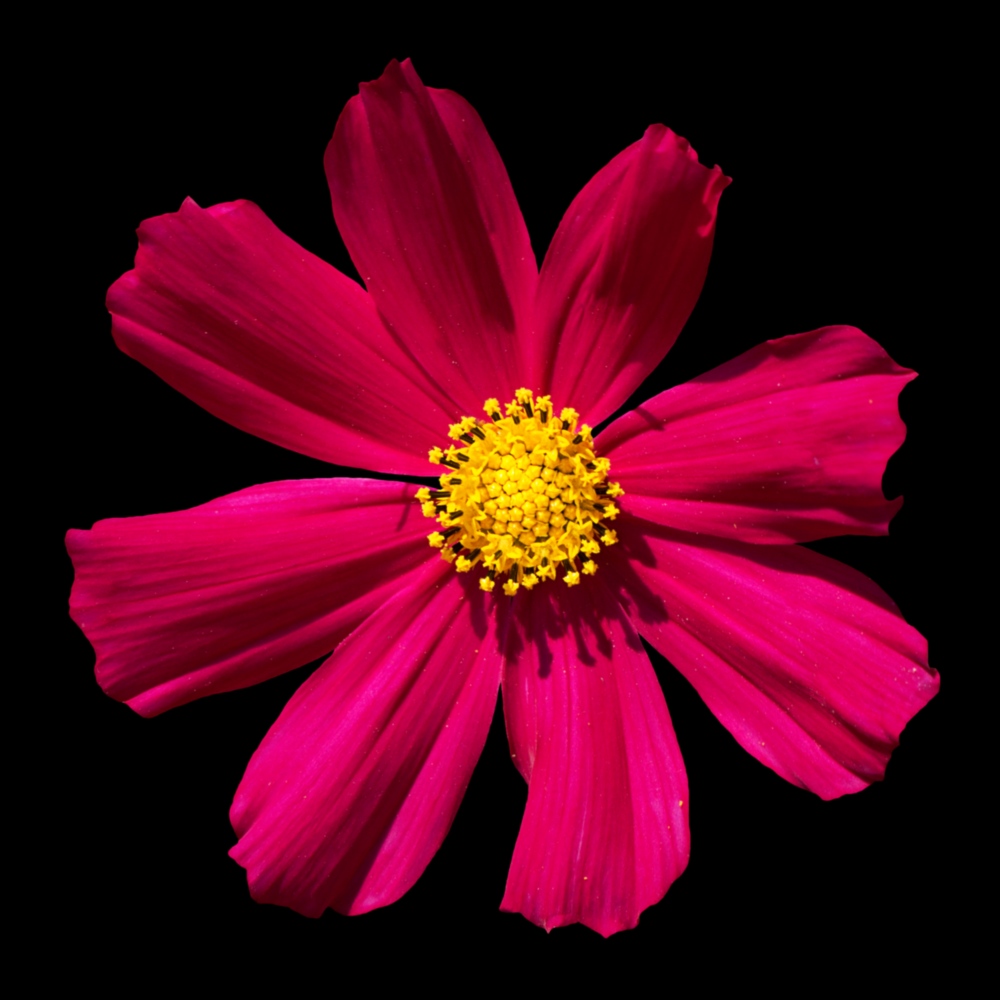 Fleur rouge Impression sur verre