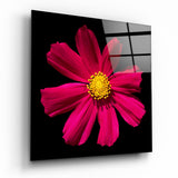 Cosmos Magenta à Cœur Jaune en Fleur tableau en verre - 40x40 cm