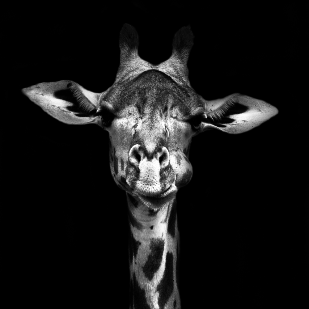 Arte de pared de vidrio de Jirafa