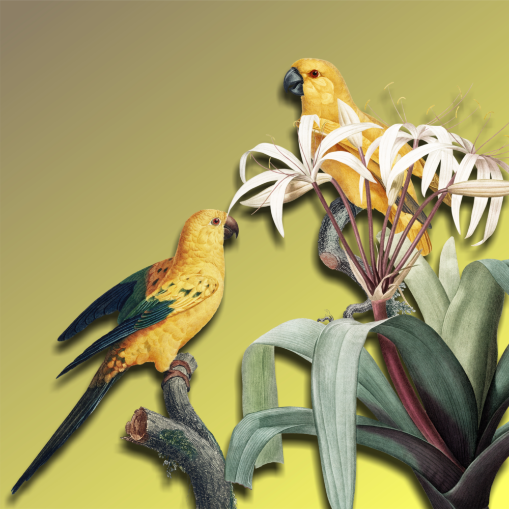 Perroquet Impression sur verre