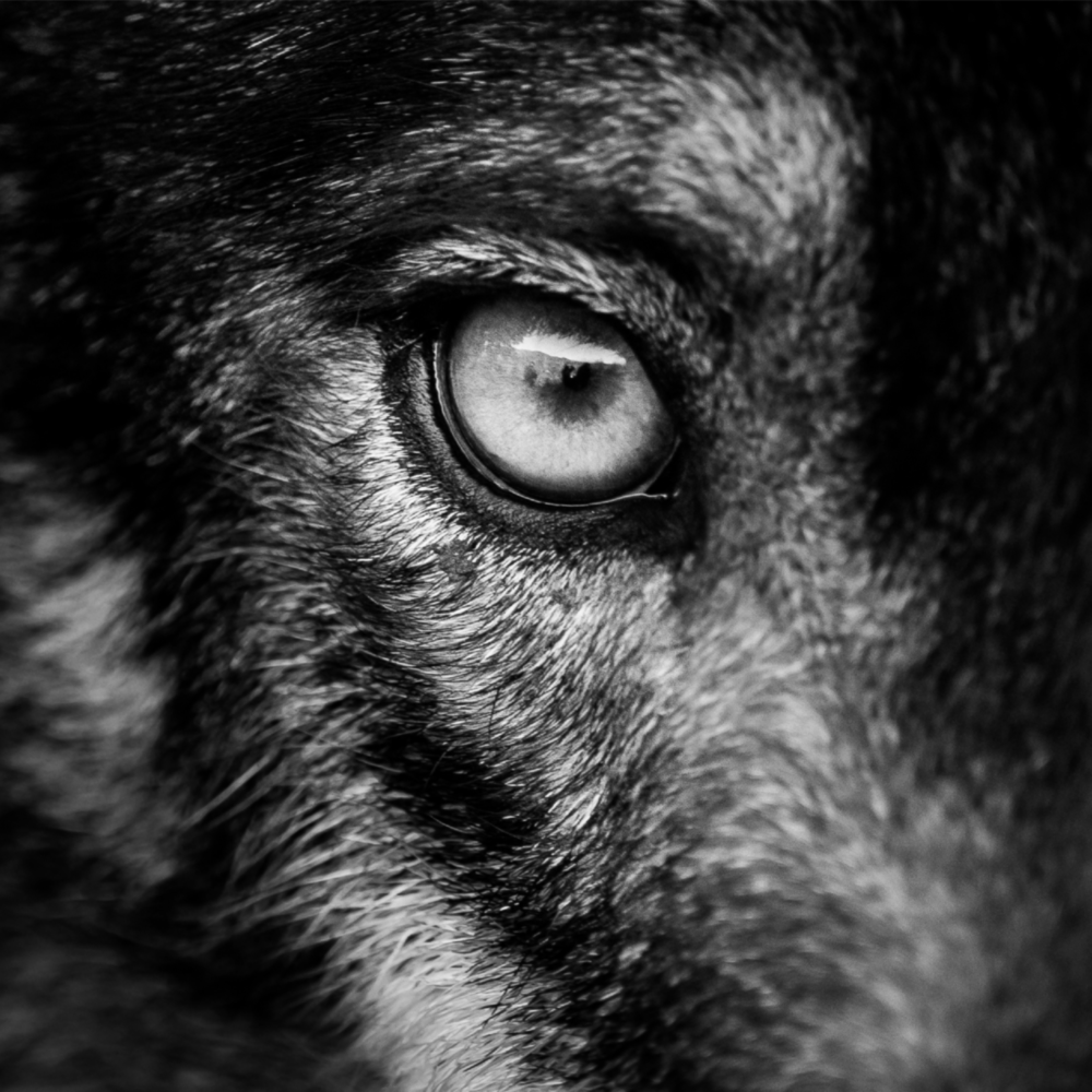 Wolf's Eye Glass Wall Art