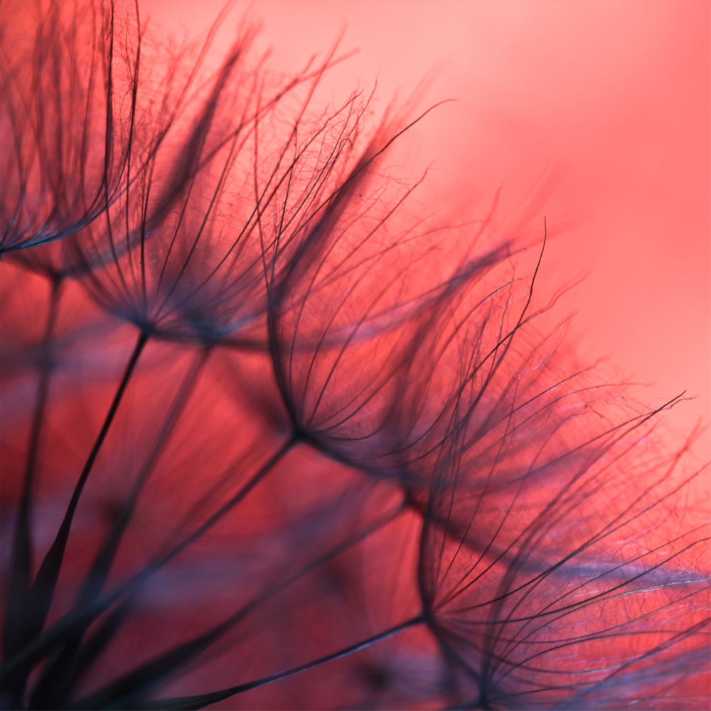 Pissenlit rouge Impression sur verre