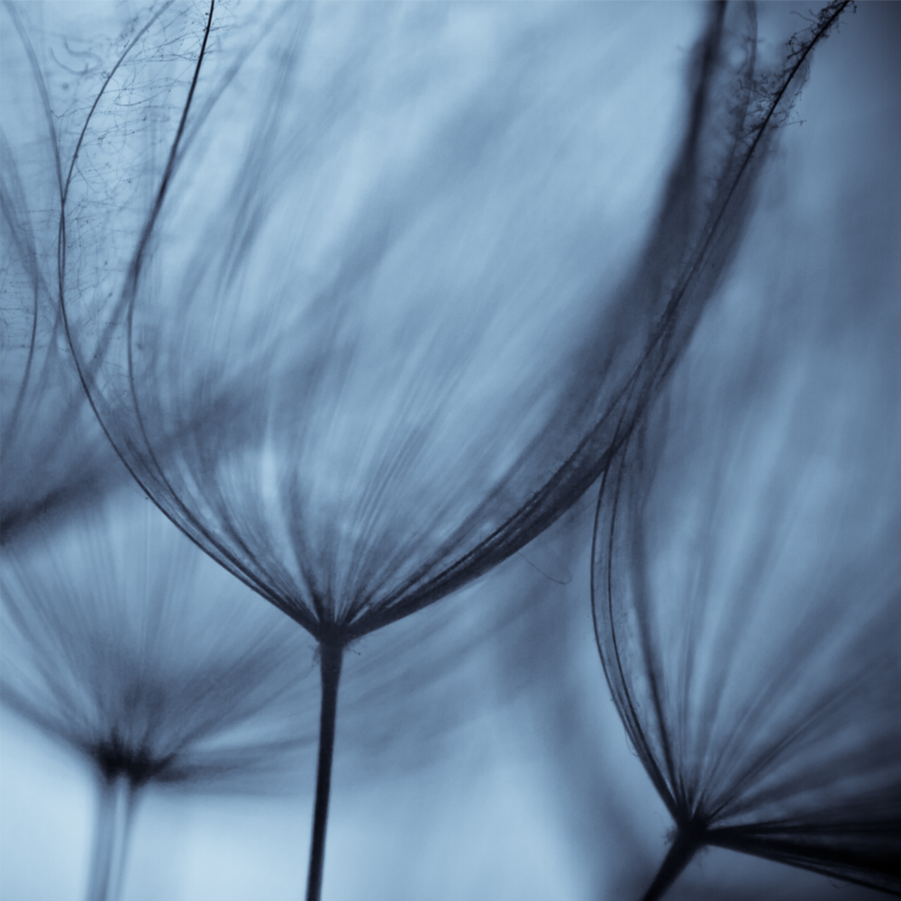 Tranquillité de pissenlit Impression sur verre