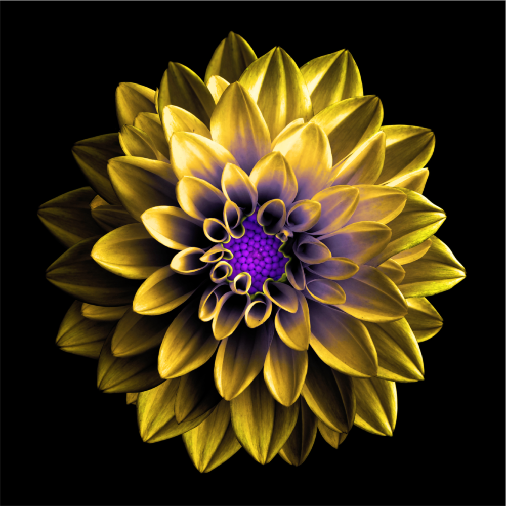 Arte della parete di vetro Fiore giallo