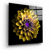 Gelbe Dahlienblüte mit Violettem Zentrum Glasbild - 40x40 cm
