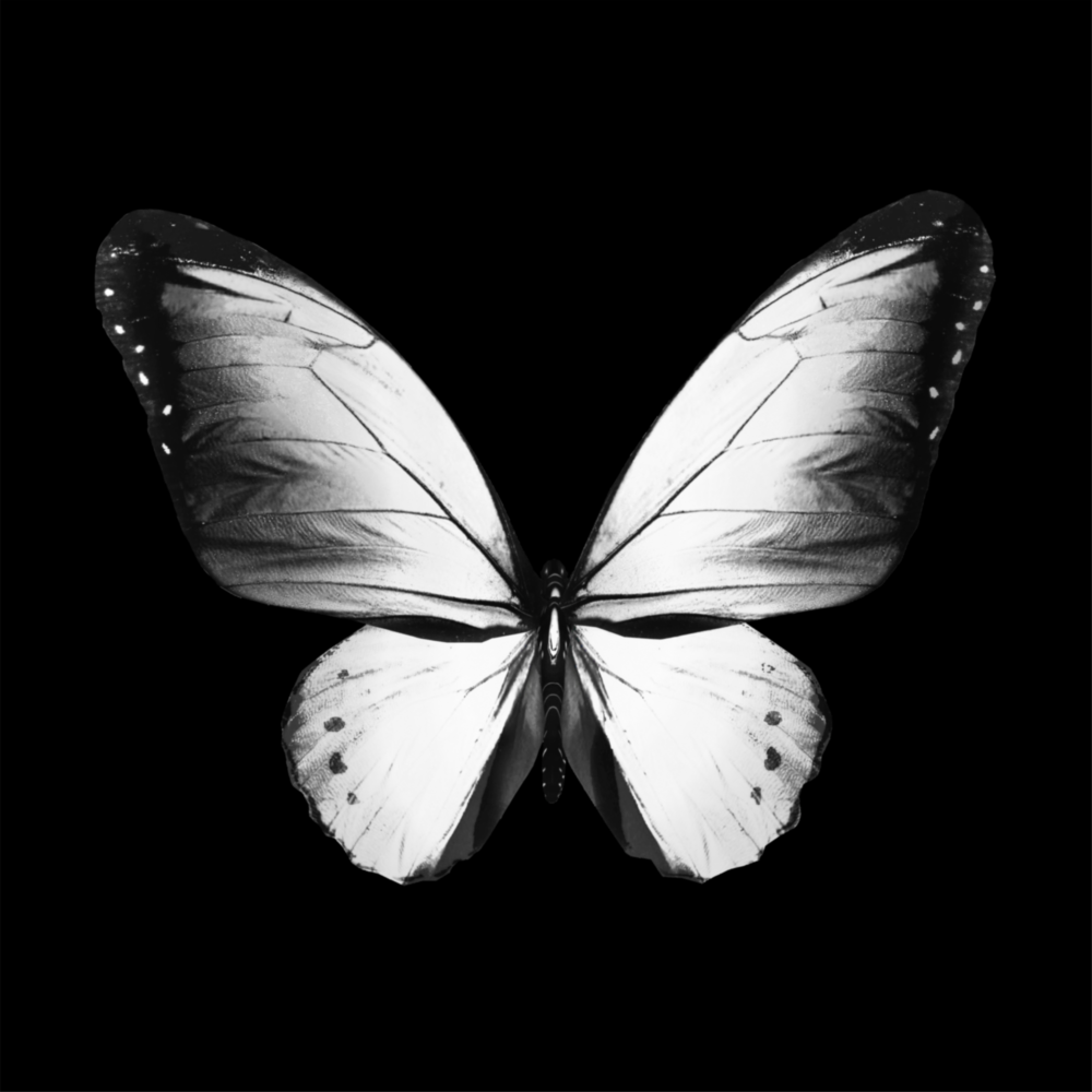 L'élégance du papillon Impression sur verre