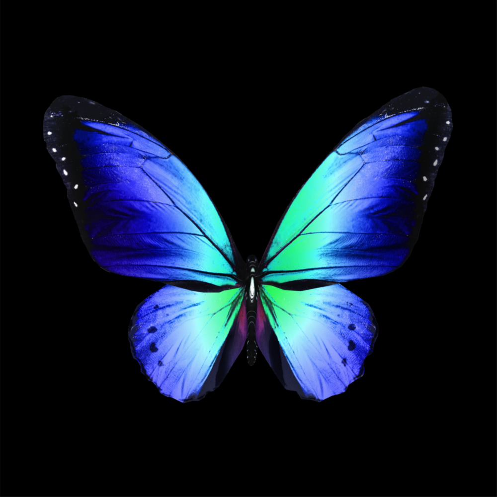 Die Eleganz des Schmetterlings Glasbild