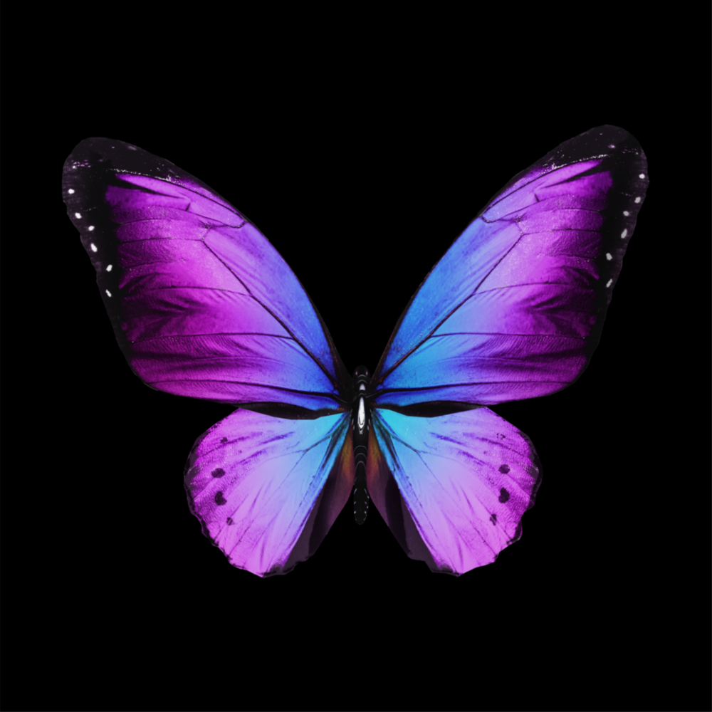 Die Eleganz des Schmetterlings Glasbild