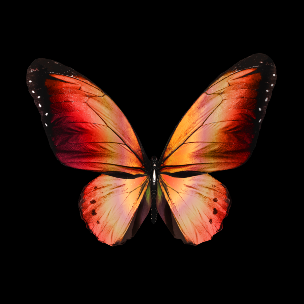 Arte della parete di vetro L'eleganza della farfalla