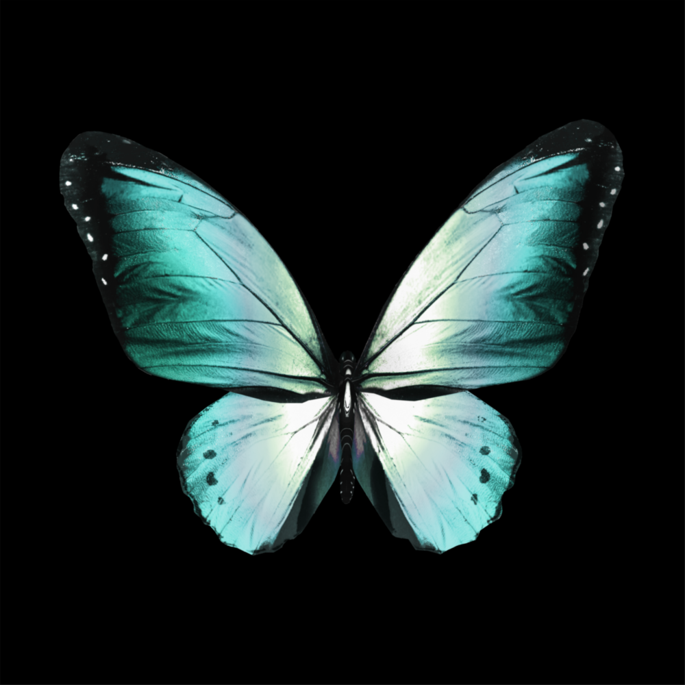 The Elegance of the Butterfly Glass Wall Art
