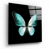 Ali Turchesi su Farfalla Nera quadro in vetro - 40x40 cm