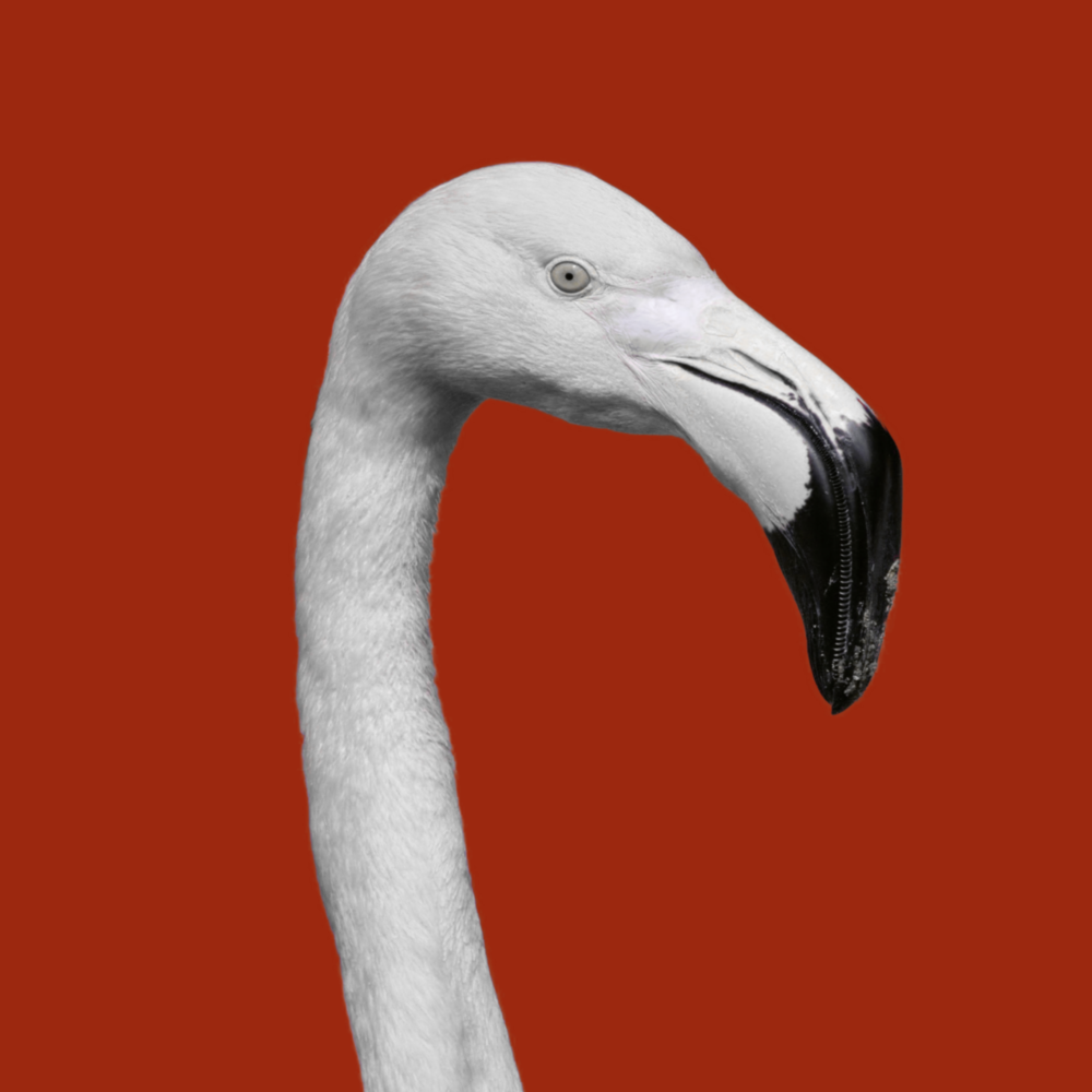 Flamant Impression sur verre