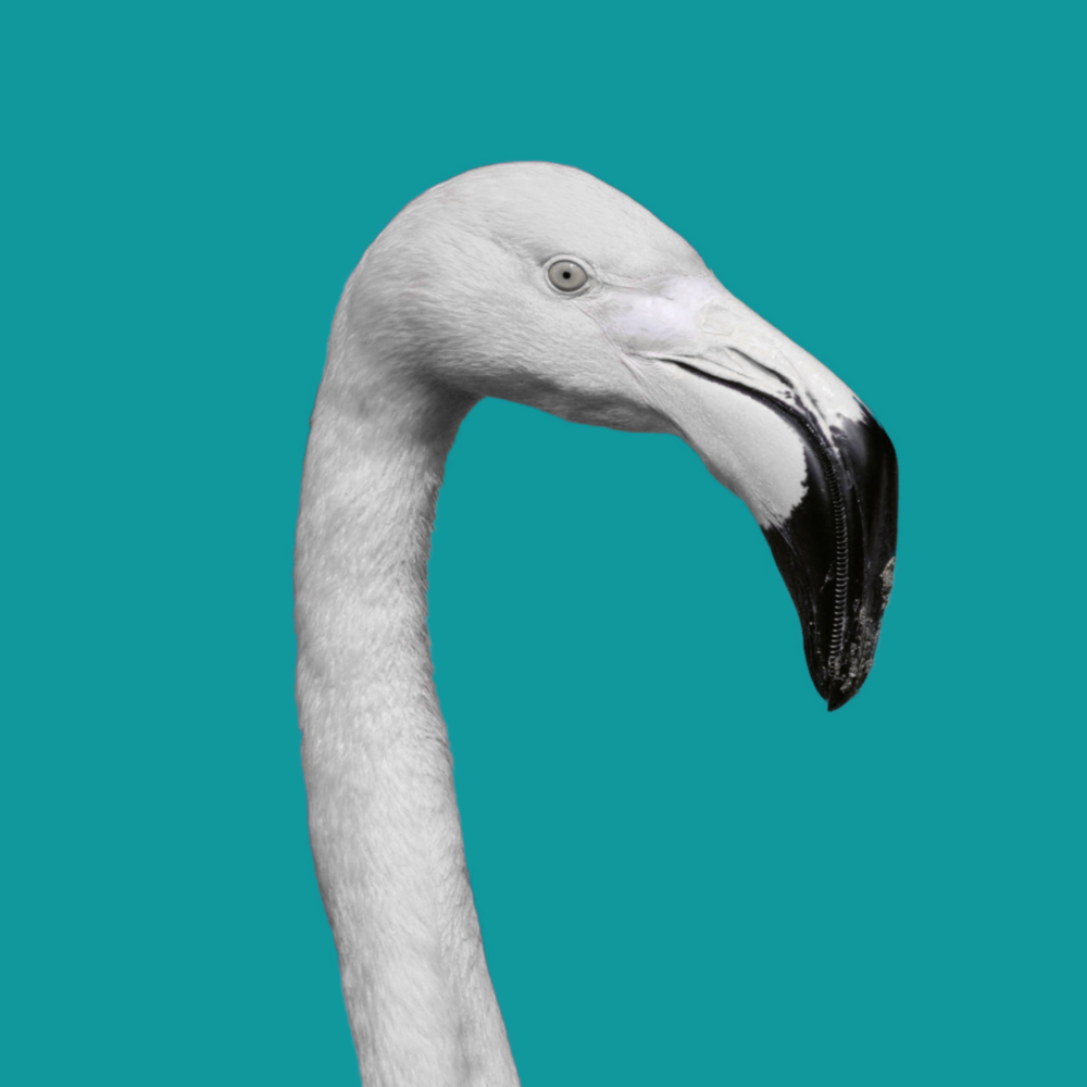 Flamant Impression sur verre