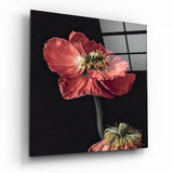 Duo de Coquelicots Rouges tableau en verre - 40x40 cm