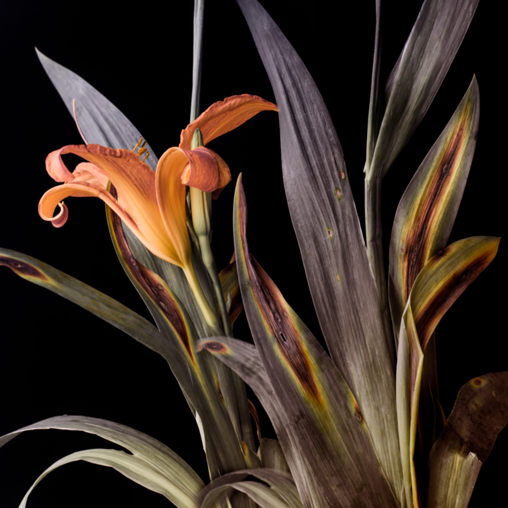 Fleur Impression sur verre