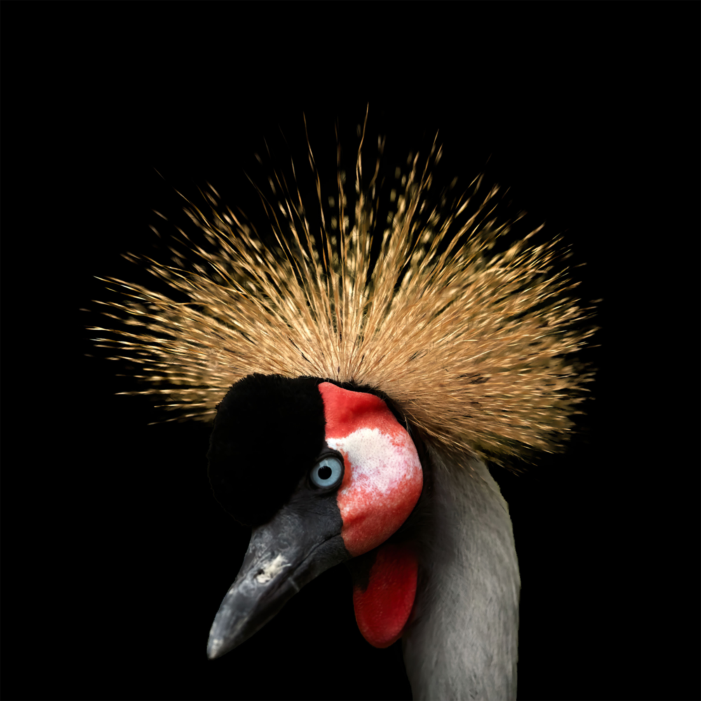 Grue couronnée noire Impression sur verre