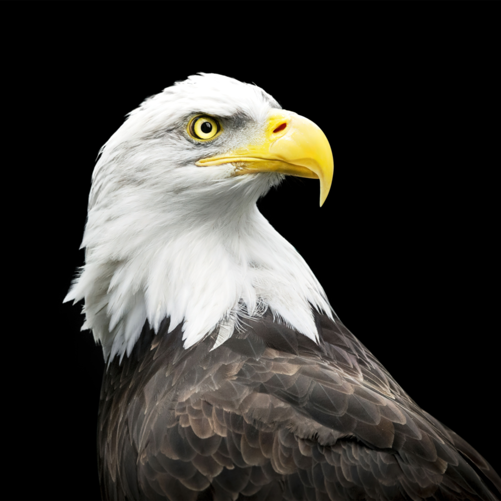 Arte de pared de vidrio de Águila