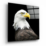 Testa di Aquila Calva Quadrato Nero quadro in vetro - 40x40 cm