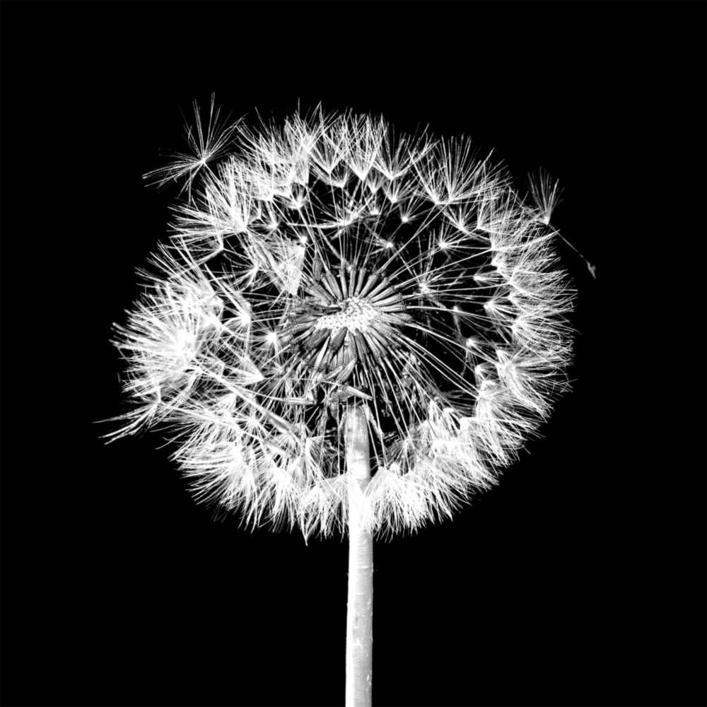 Arte de pared de vidrio de Diente de león