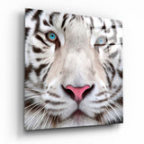 Blauäugiger Weißer Tiger Nahaufnahme Glasbild - 40x40 cm