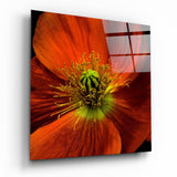 Papavero Arancione Cuore Verde quadro in vetro - 40x40 cm