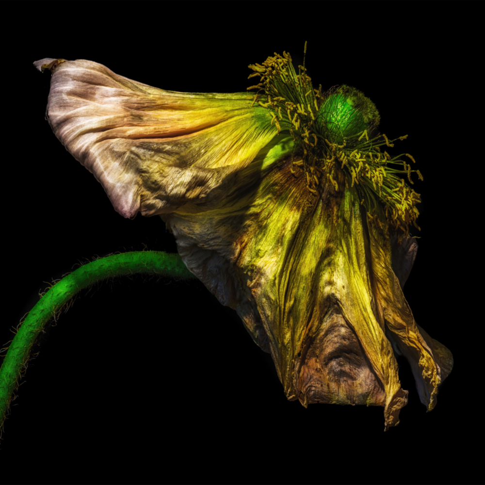 Arte della parete di vetro Fiore