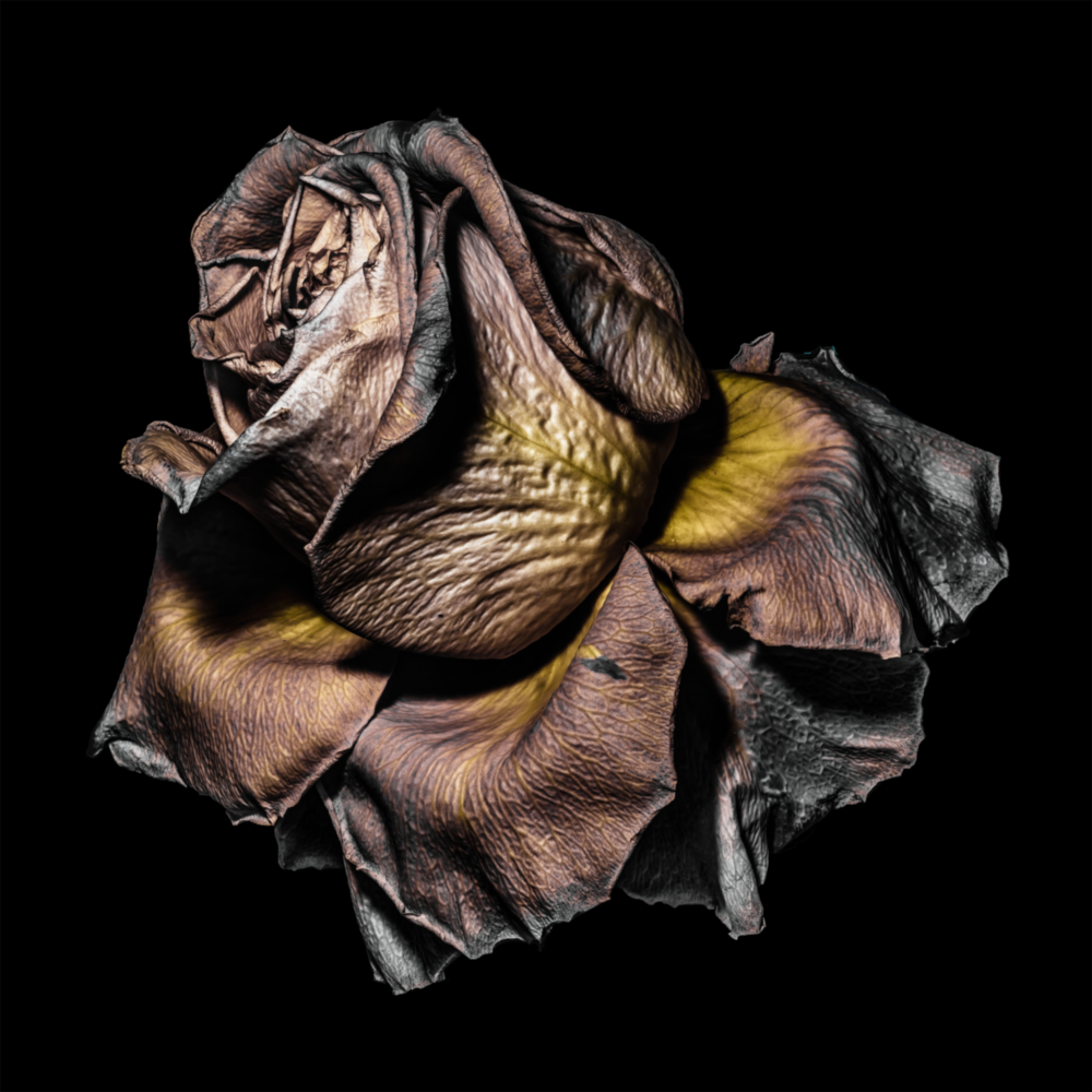 Rose séchée Impression sur verre