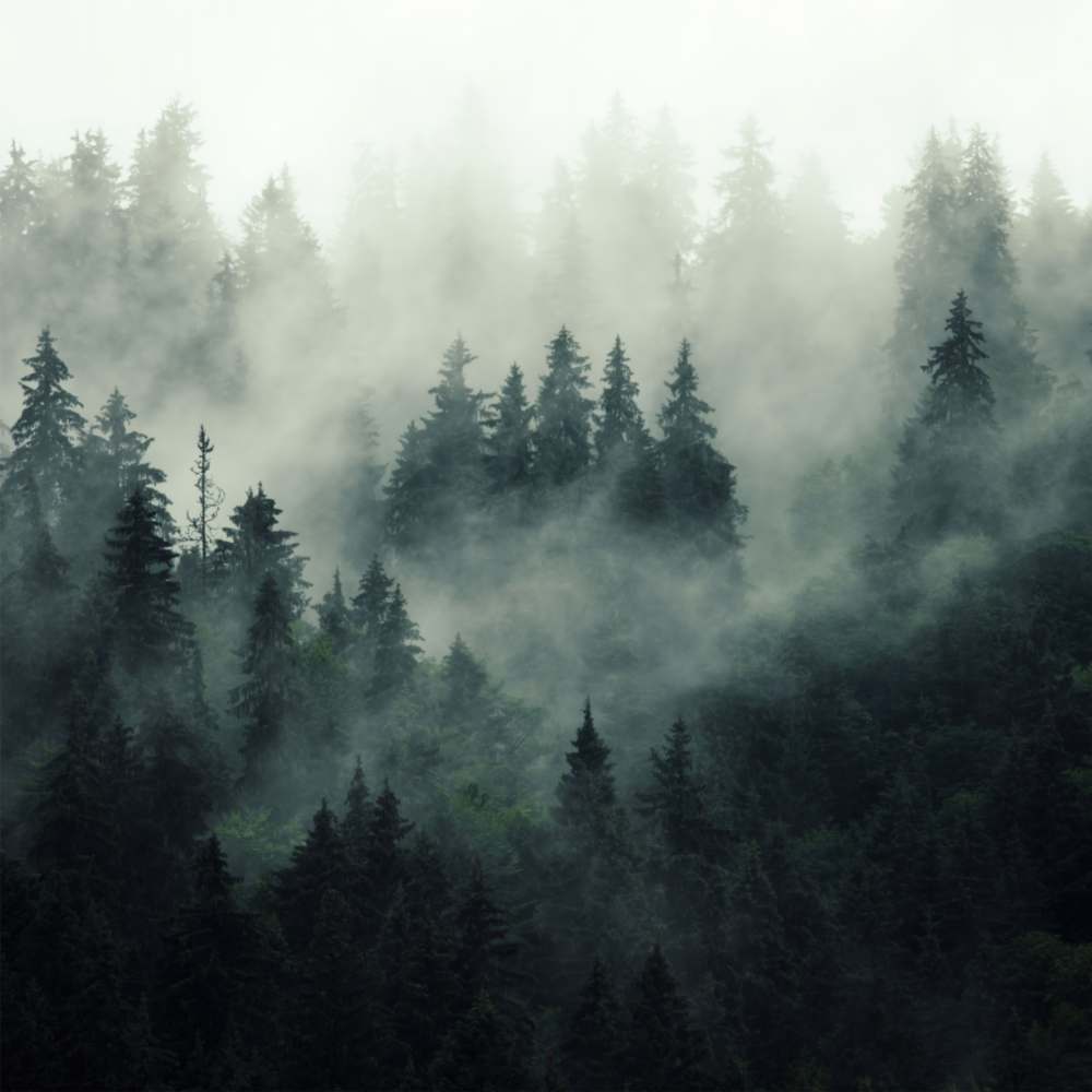 Foggy Forest Glass Wall Art