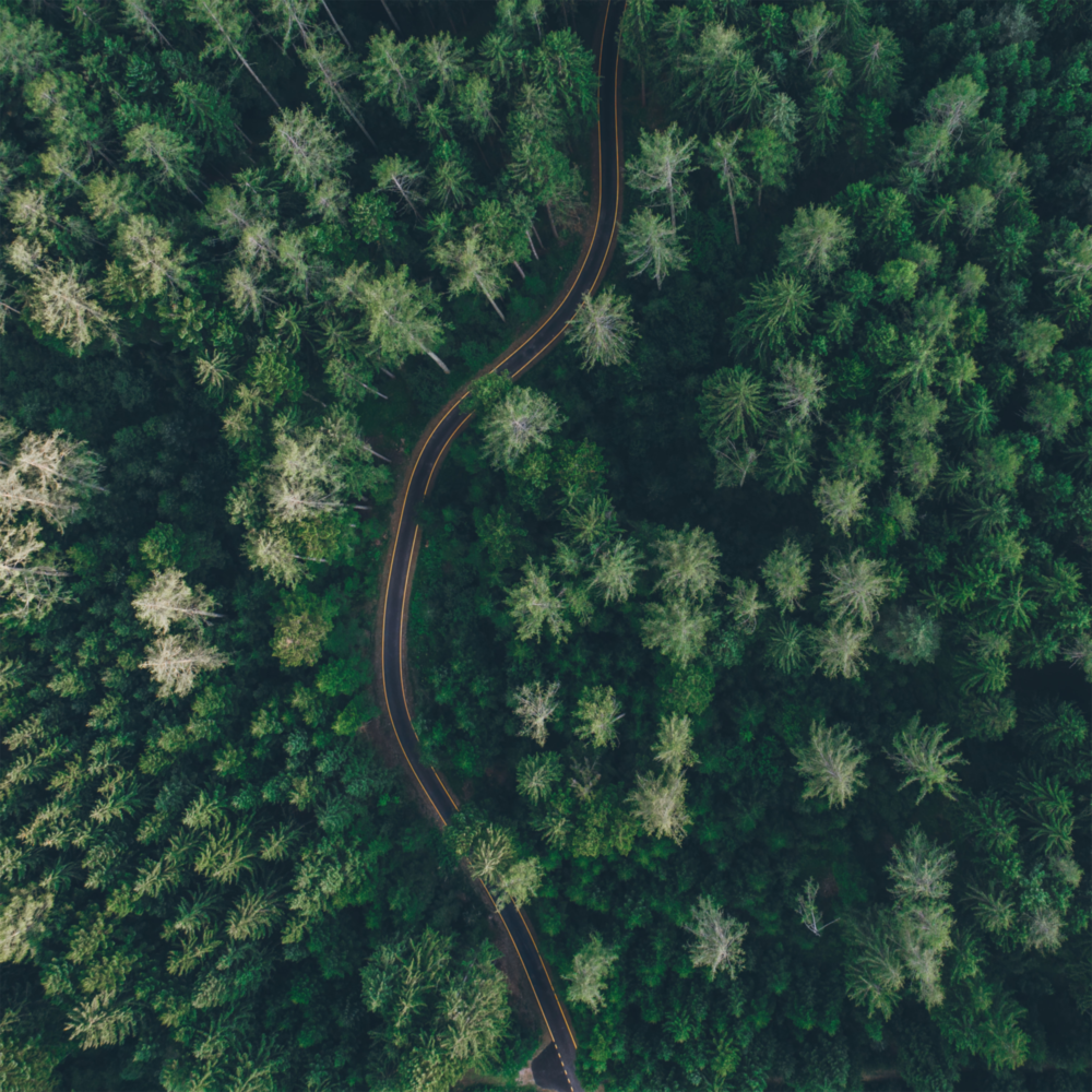 Route forestière Impression sur verre