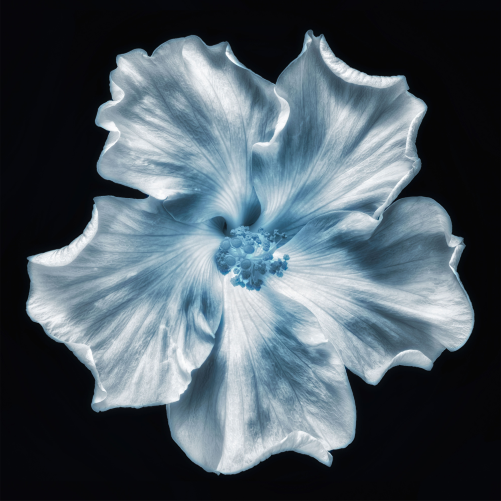 Fleur Impression sur verre