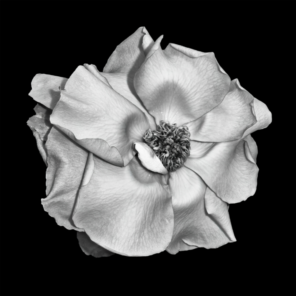 Arte della parete di vetro Fiore