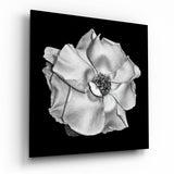 Monochrome White Rose Glass Wall Art - 40x40 cm