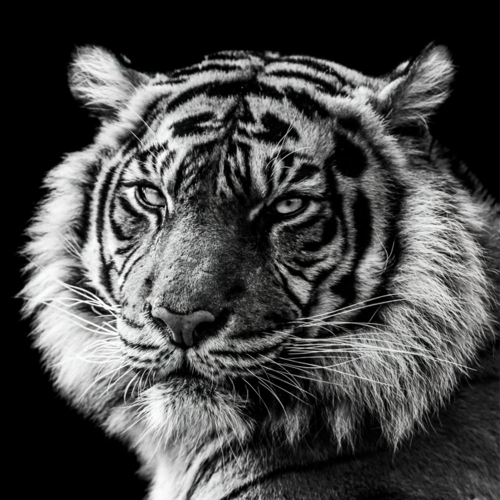 Tiger's Look Glass Wall Art