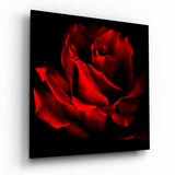 Purpurrote Rosenblüte auf Schwarz Glasbild - 40x40 cm