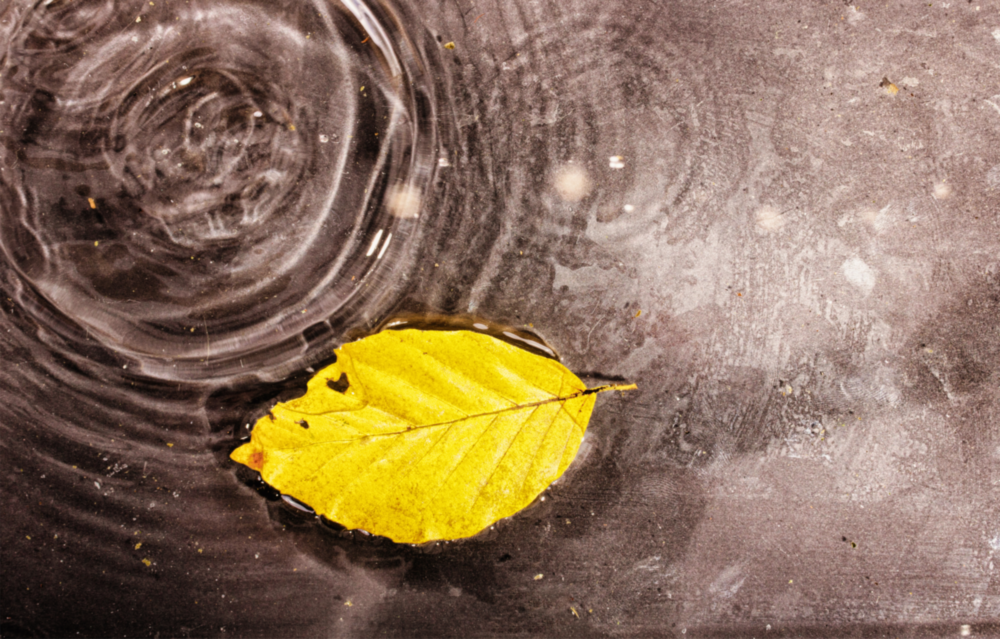 Arte della parete di vetro Foglia gialla