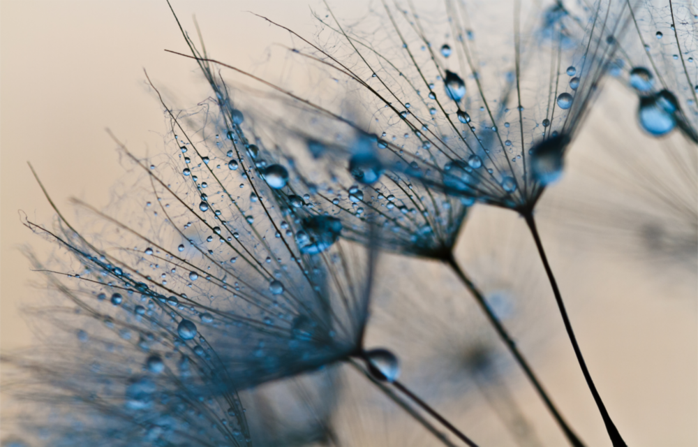 Fleur Impression sur verre