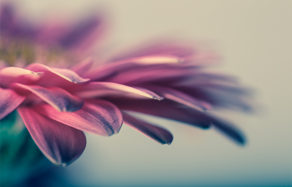 Arte della parete di vetro Fiore