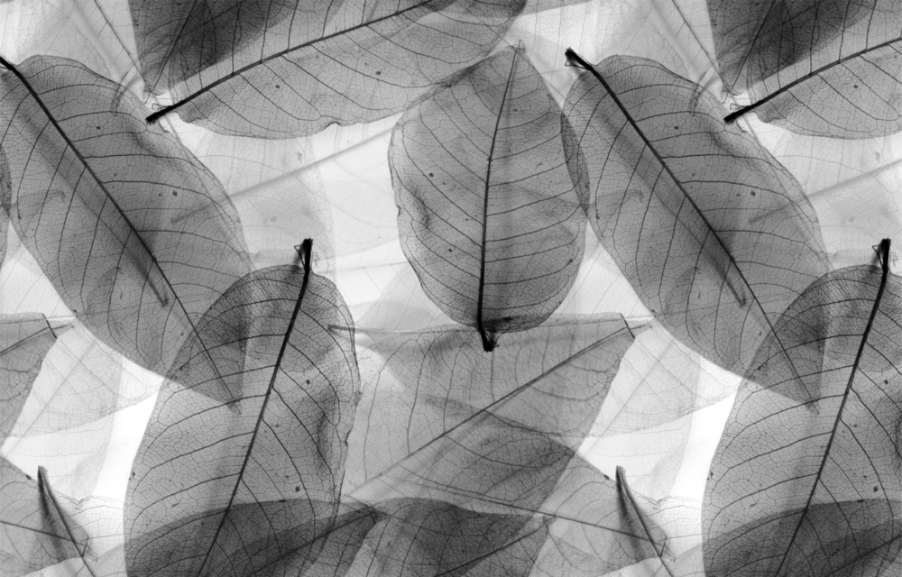 Arte della parete di vetro Nero - foglie bianche