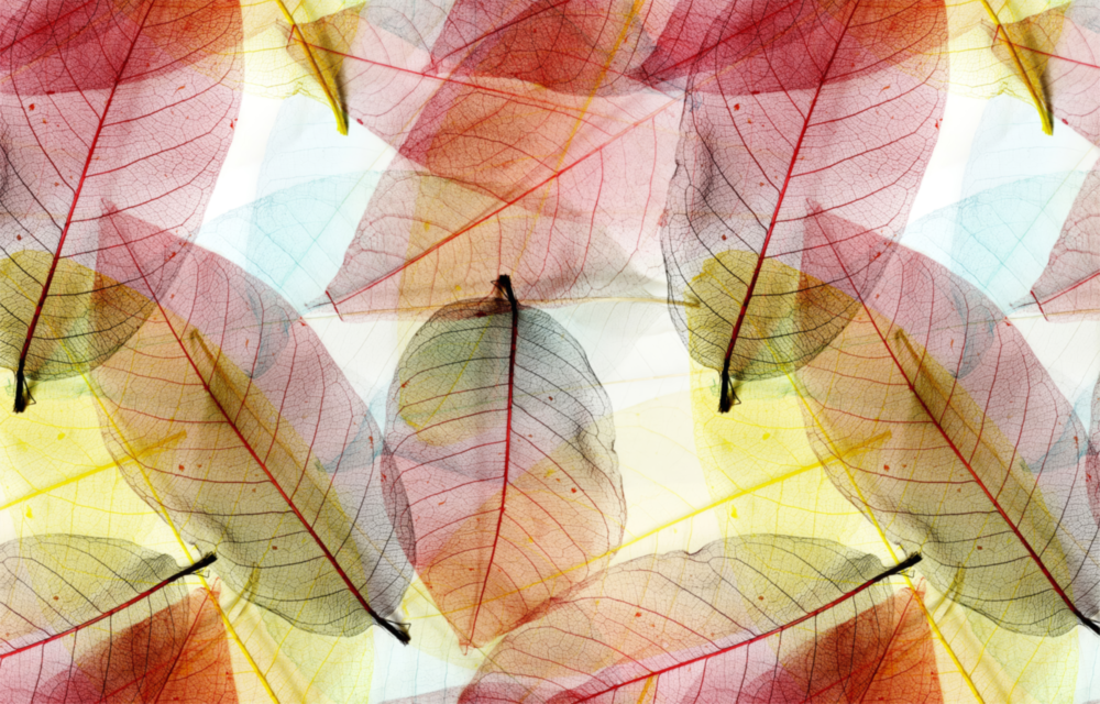 Feuilles colorées Impression sur verre