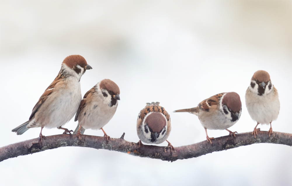 Arte della parete di vetro Uccelli