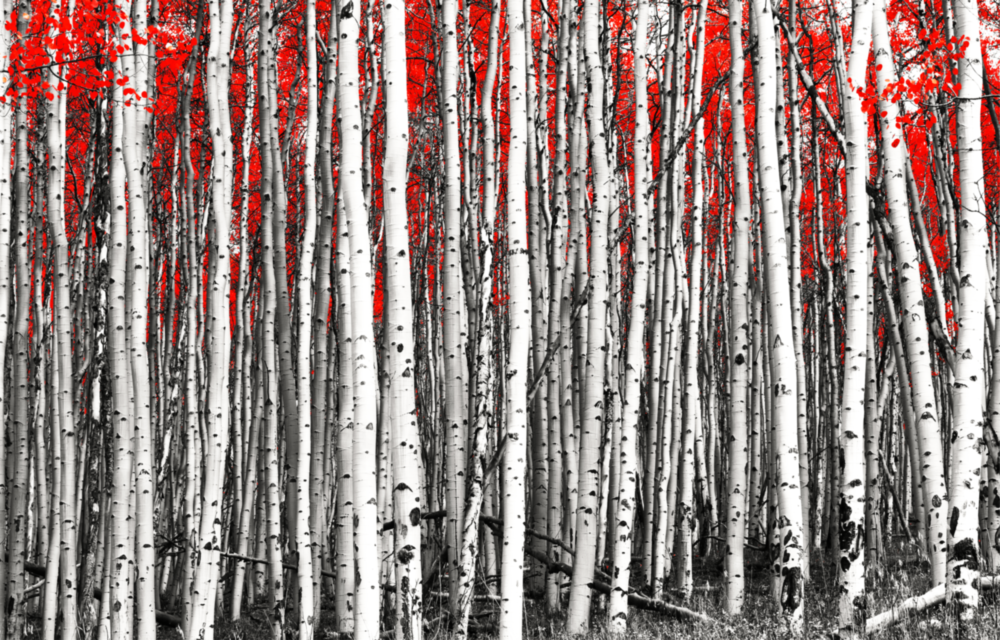 Arte de pared de vidrio de Bosque rojo
