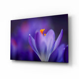 Fleur de Crocus Violet tableau en verre - 72x46 cm