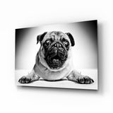 Carlino Sdraiato con Zampe Distese quadro in vetro - 72x46 cm