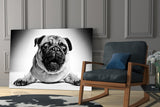 Pug Glass Wall Art.